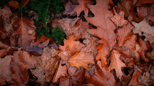 Autumn leaves