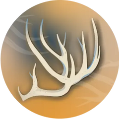 Deer antler